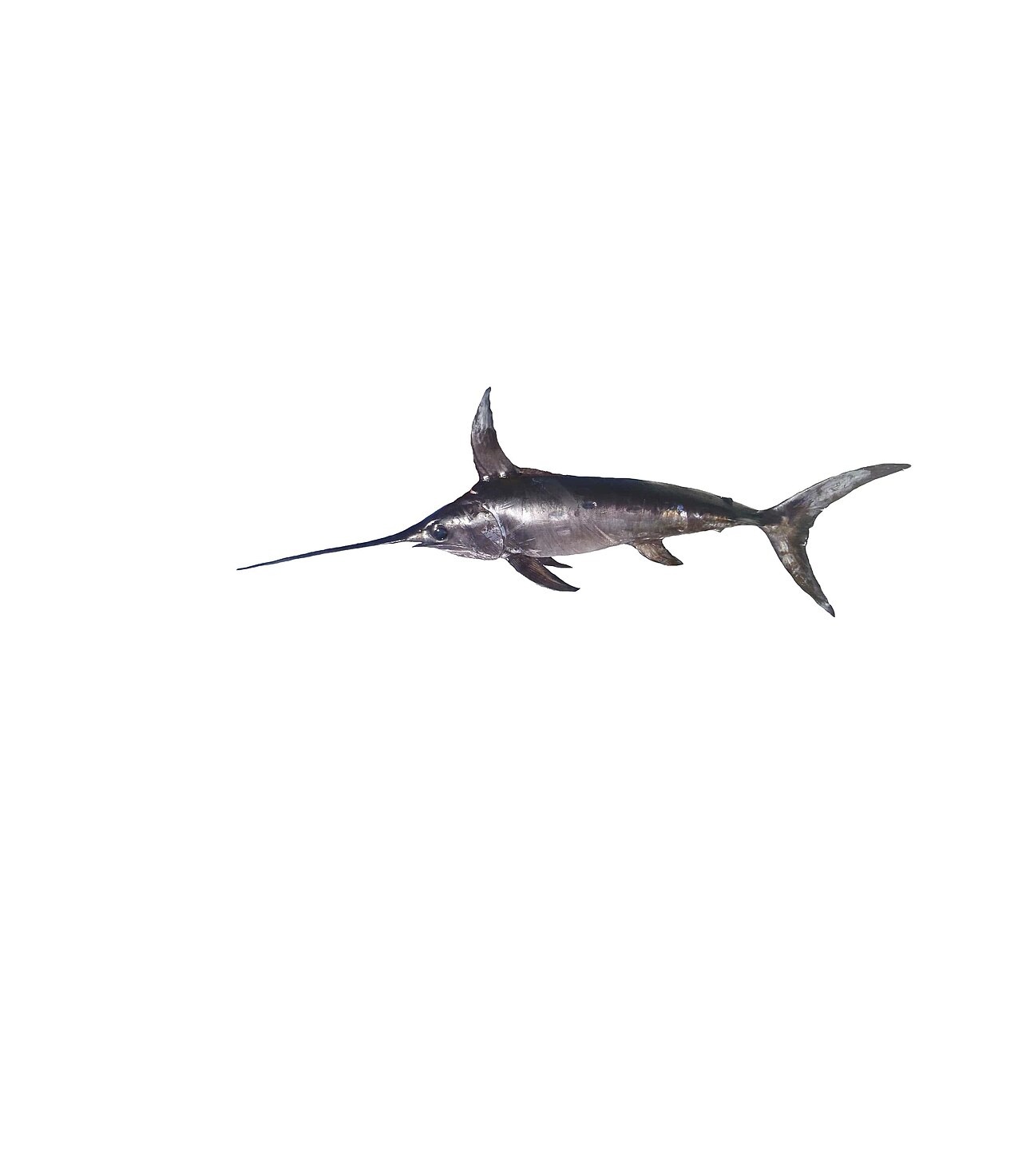 Pez espada (Xiphias gladius)