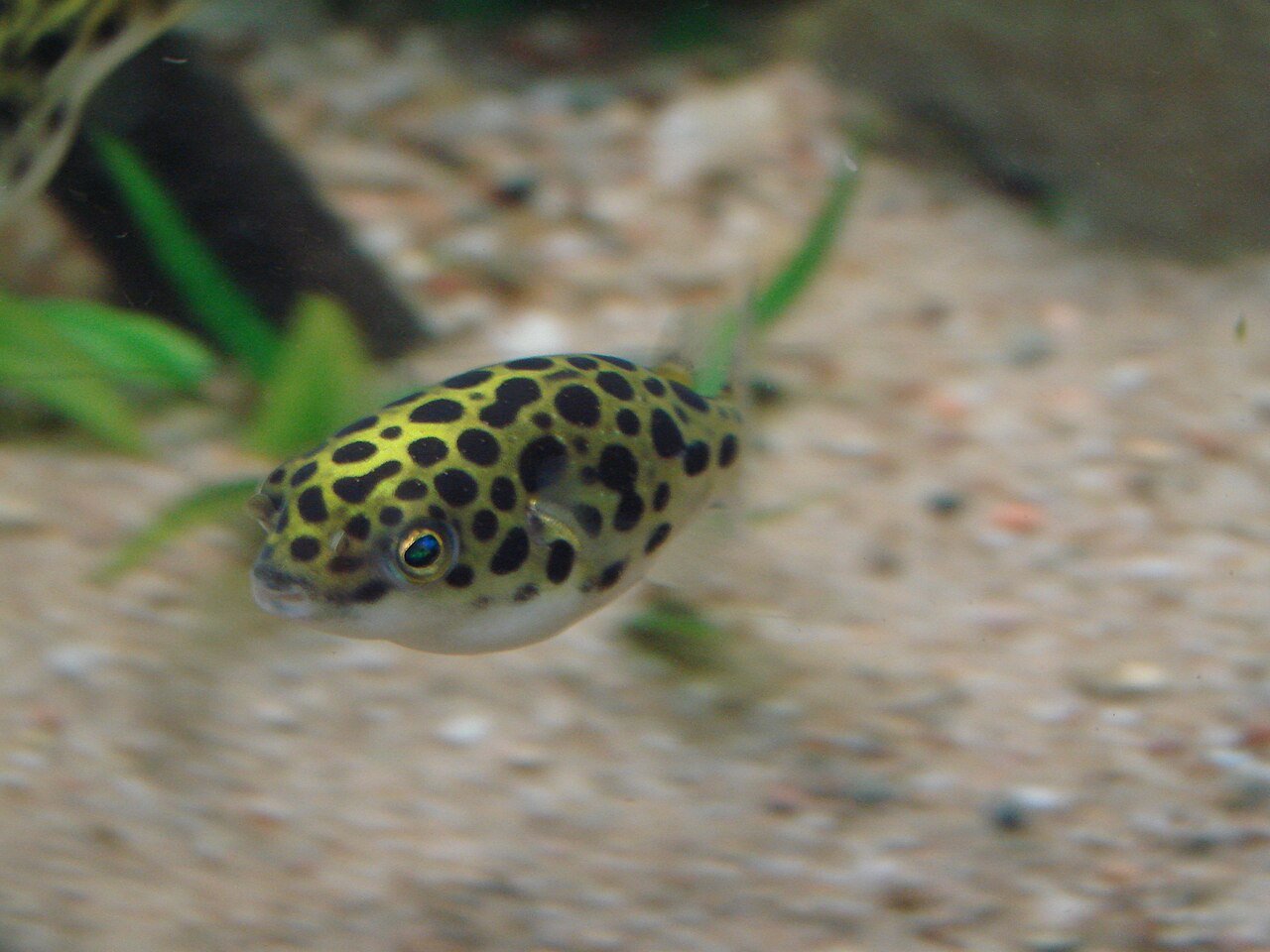 Pez globo (Tetraodon nigroviridis)