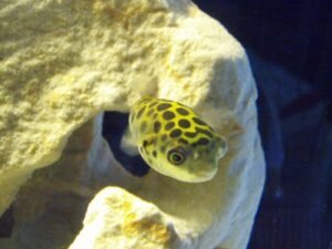 Pez globo: características, hábitat y curiosidades del pez más venenoso del mundo