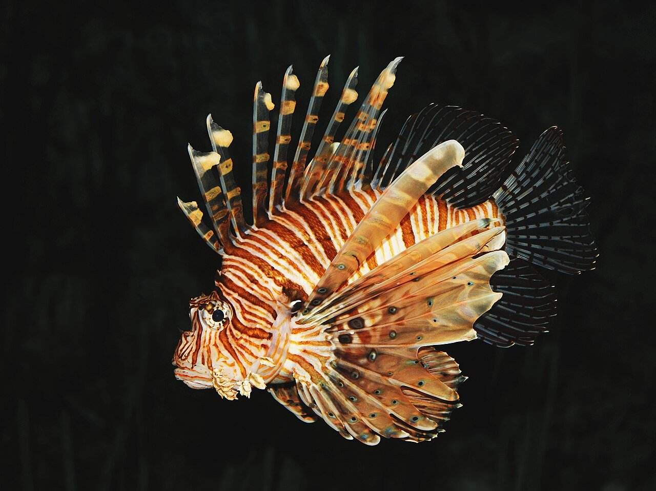 Pez León (Pterois volitans)
