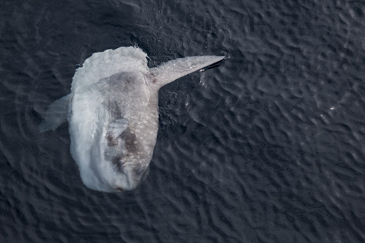 Pez luna (Mola mola)
