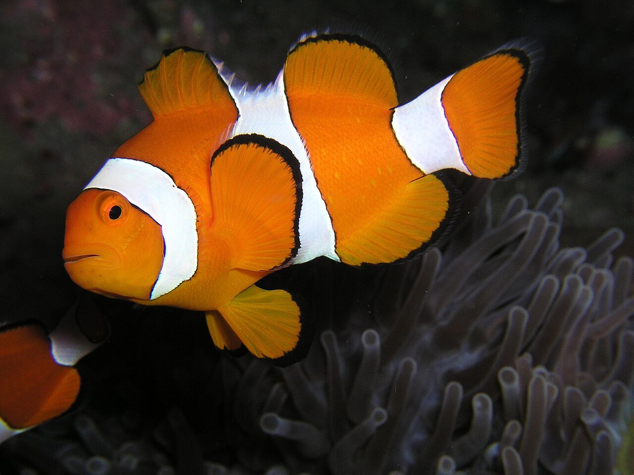 Pez payaso (Amphiprion ocellaris)