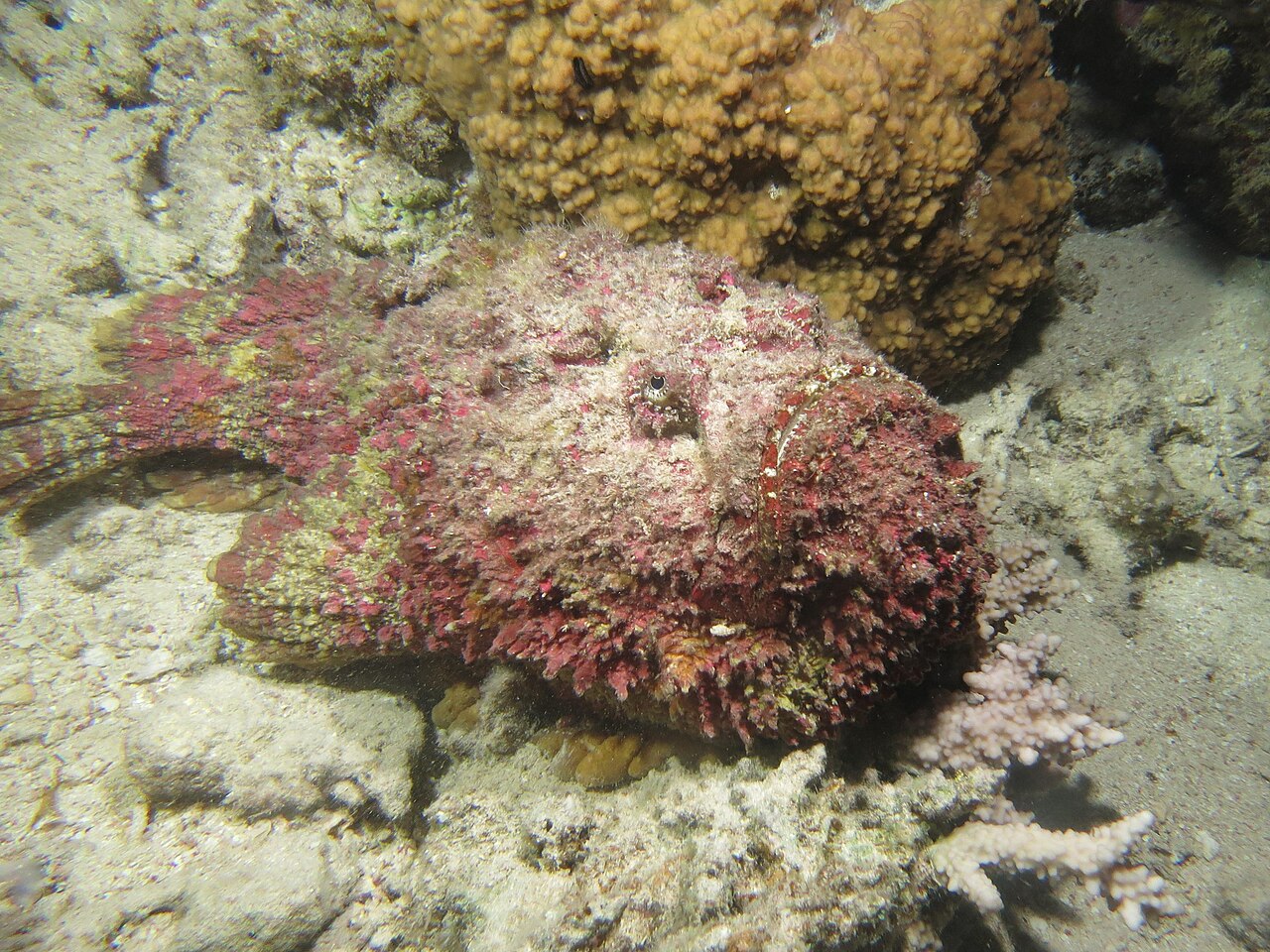 Pez piedra (Synanceia verrucosa)