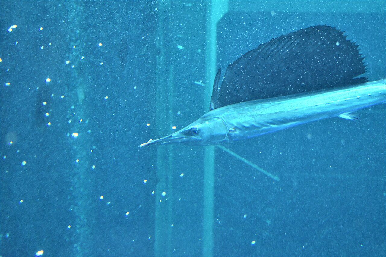 Pez vela (Istiophorus platypterus)
