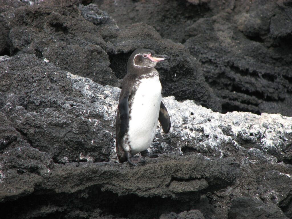 Pingüino de Galápagos