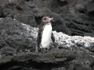 Pingüino de Galápagos