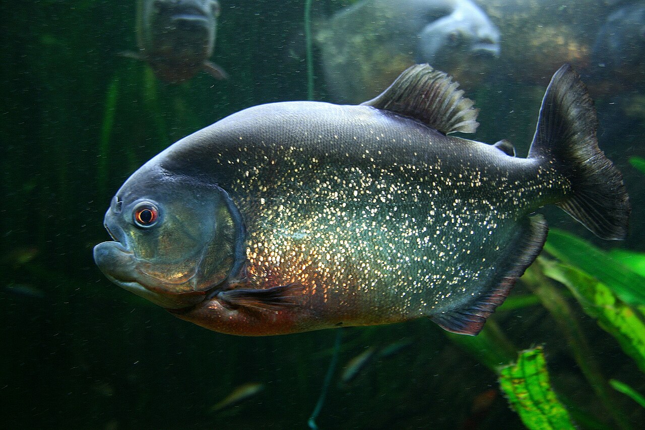 Piraña (Pygocentrus nattereri)