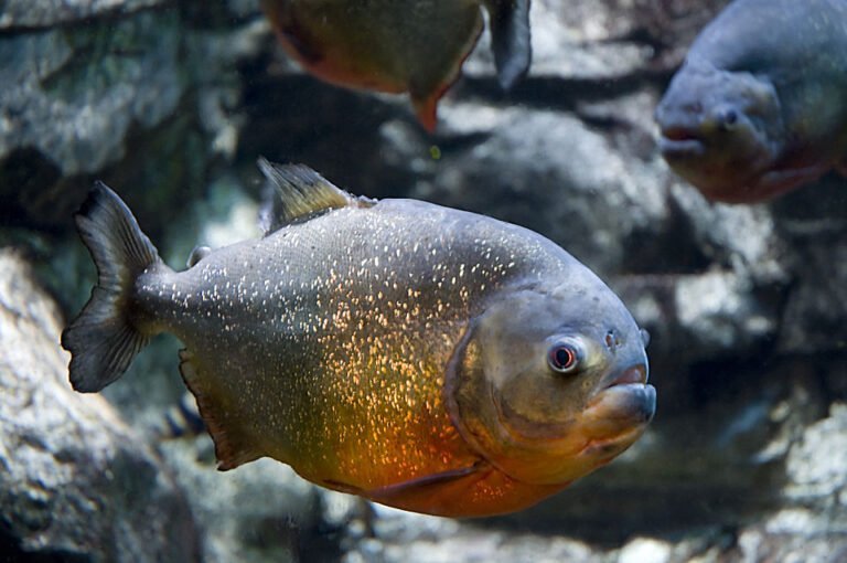Piraña