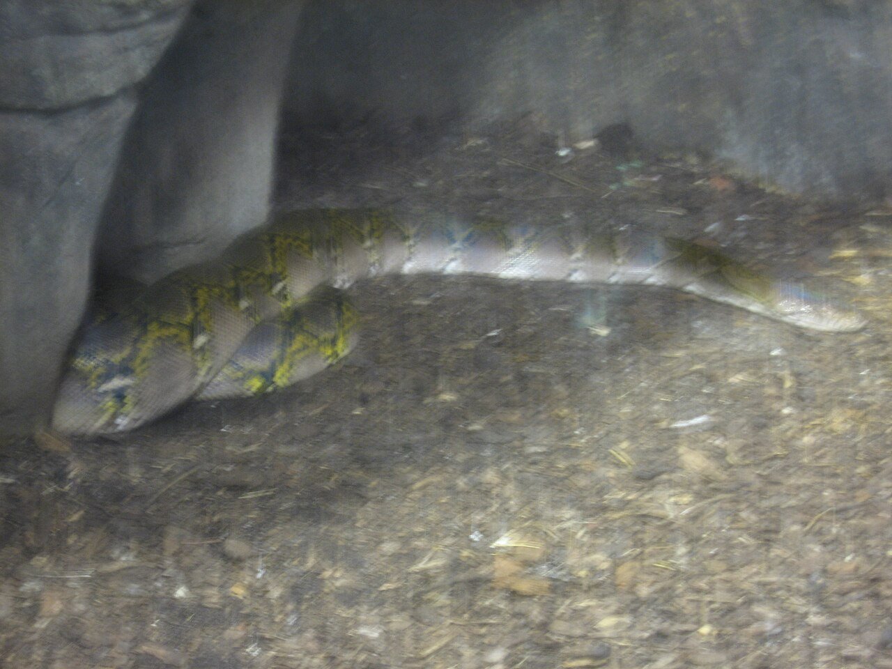 Pitón reticulada (Malayopython reticulatus)