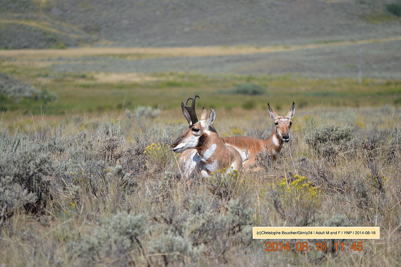 Pronghorn (Antilocapra americana)