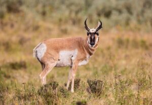Pronghorn: características, hábitat y curiosidades del berrendo americano