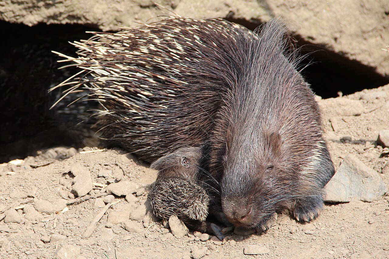 Puercoespín crestado (Hystrix cristata)