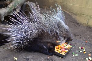 Puercoespín crestado: el roedor con púas que mata leones