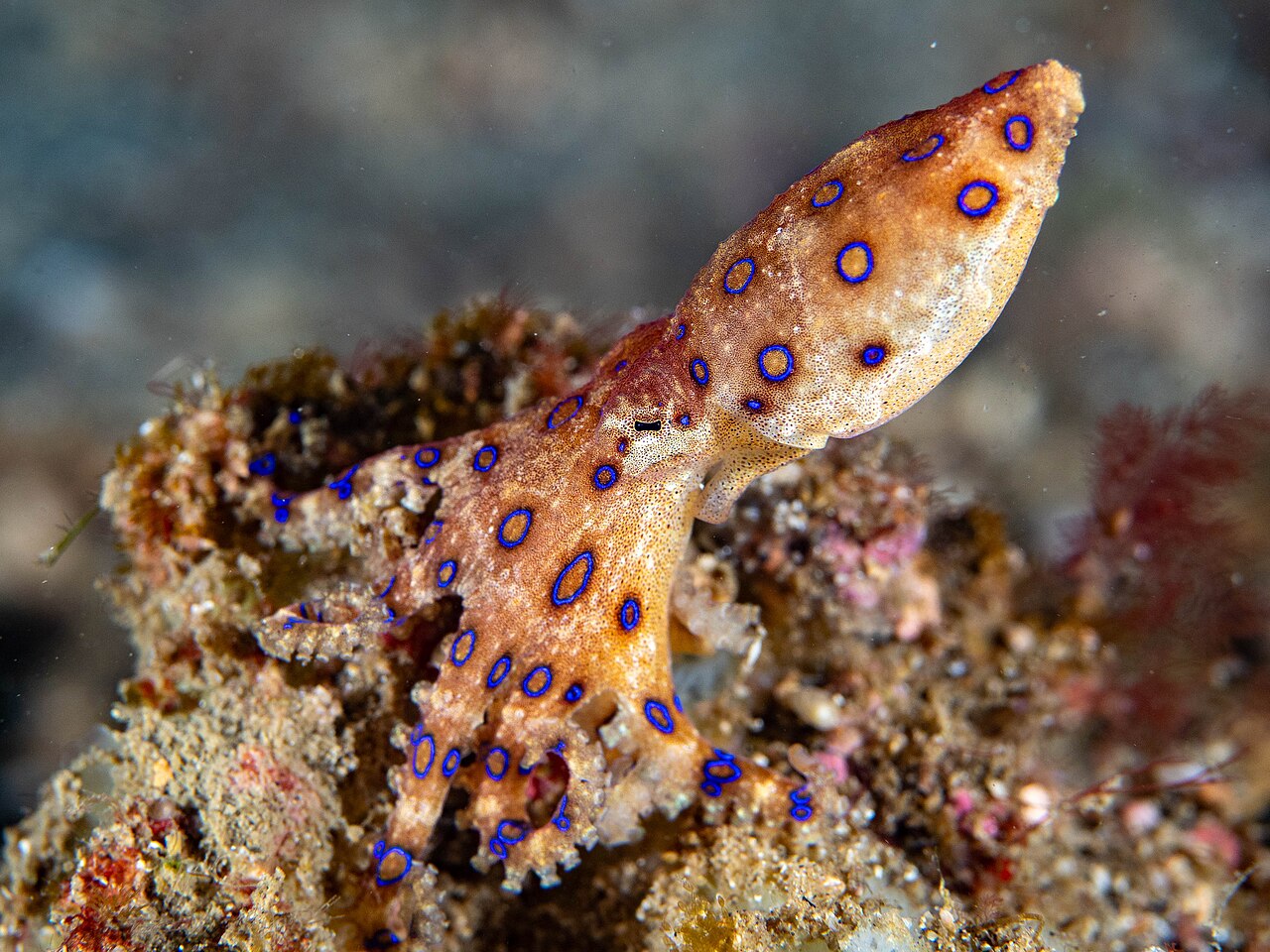 Pulpo de Anillos Azules (Hapalochlaena lunulata)