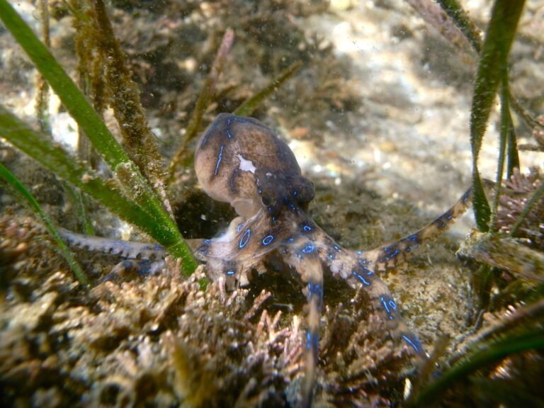 Pulpo de anillos azules