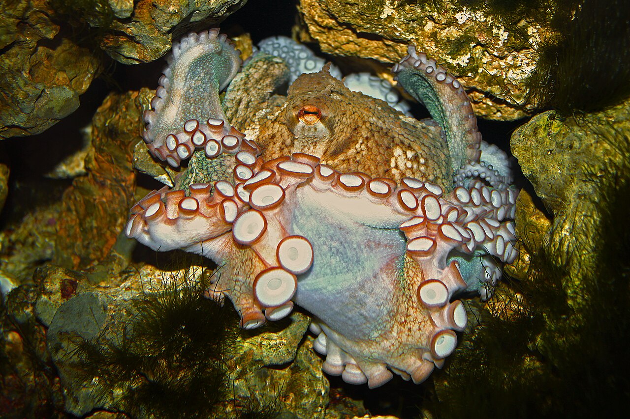 Pulpo común (Octopus vulgaris)