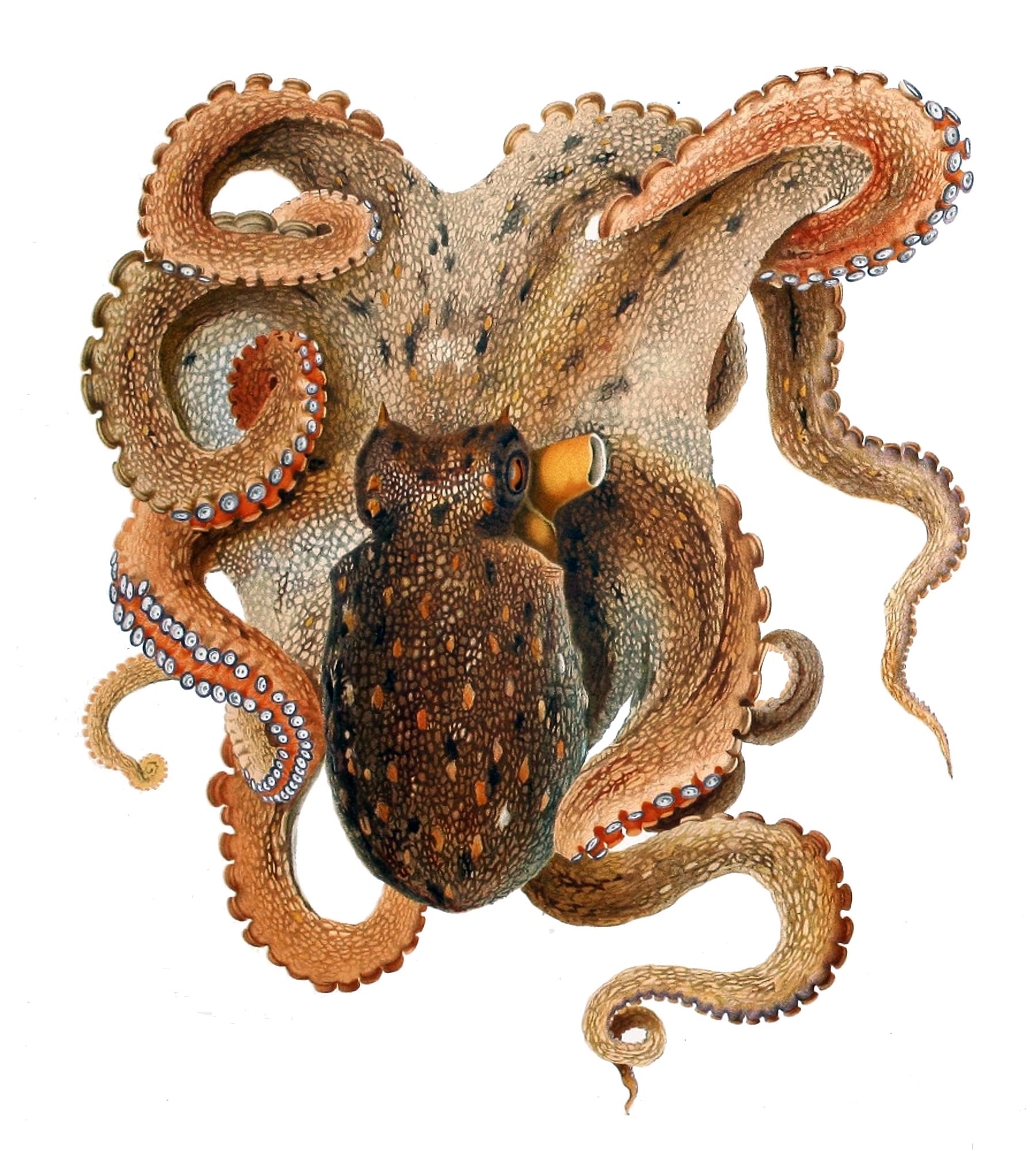Pulpo