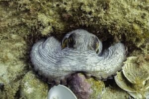 Pulpo común: características, hábitat y curiosidades