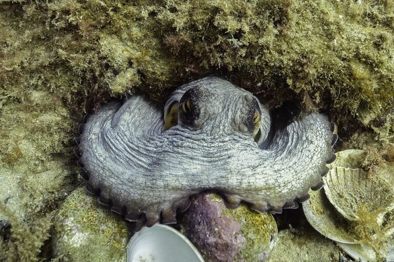 Pulpo común