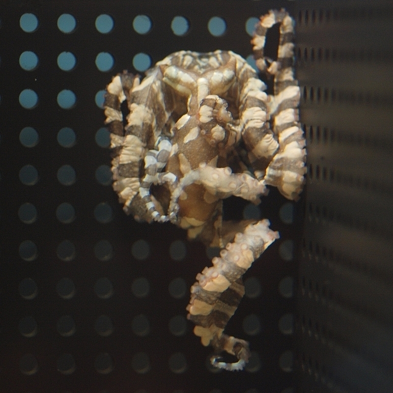 Pulpo Imitador (Thaumoctopus mimicus)