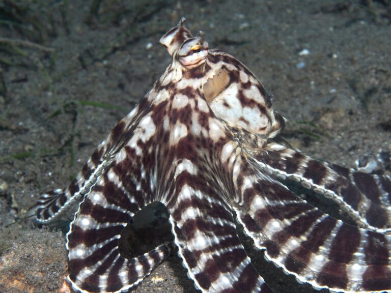 Moluscos