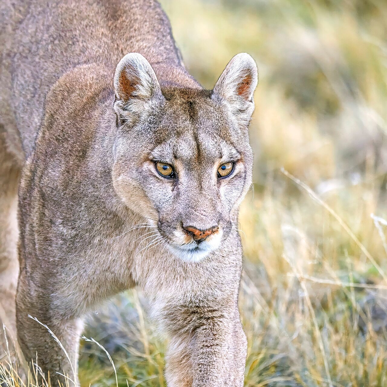 Puma (Puma concolor)