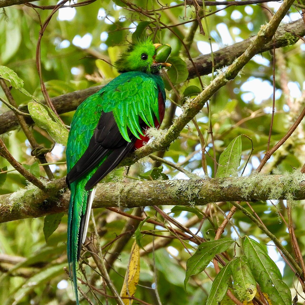 Quetzal (Pharomachrus mocinno)