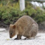 Quokka