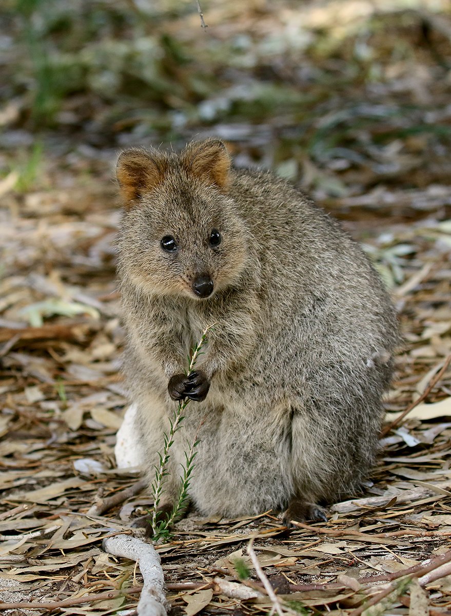 Quokka (Setonix brachyurus)