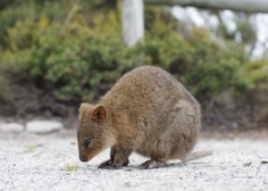 Quokka: el animal más feliz del mundo que sonríe para las selfies