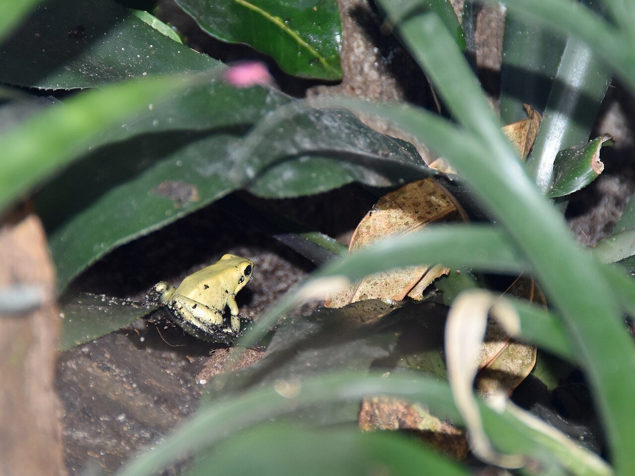 Rana Dardo Venenosa (Phyllobates terribilis)