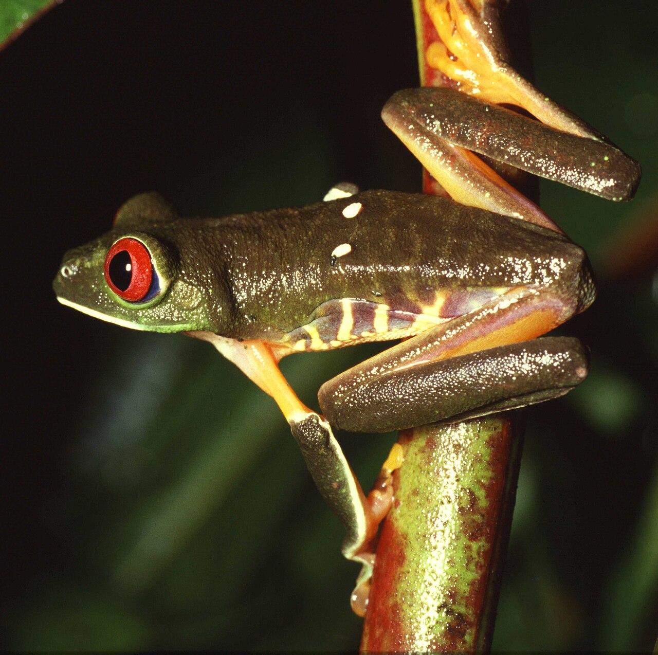 Rana de ojos rojos (Agalychnis callidryas)