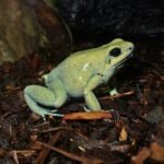 Anfibios más fascinantes
