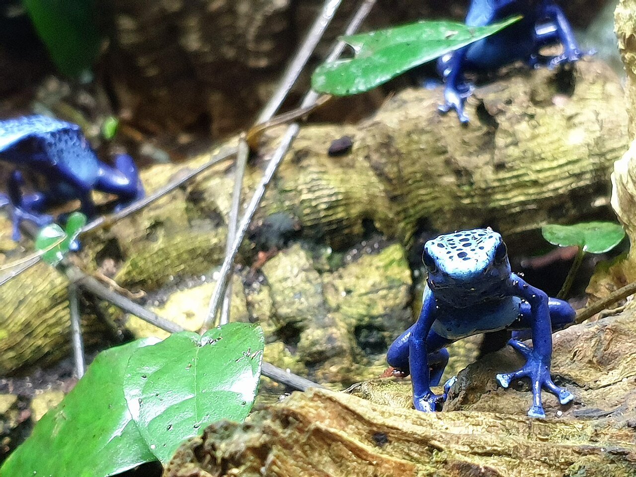 Rana flecha azul (Dendrobates tinctorius azureus)