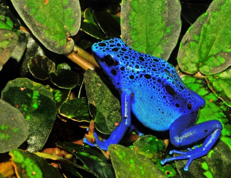 Anfibios