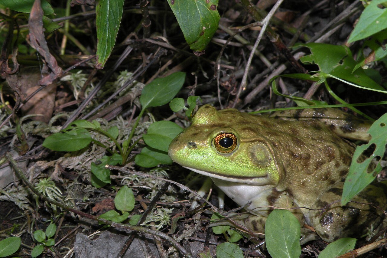 Rana toro (Lithobates catesbeianus)