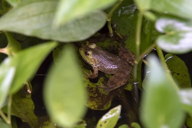 Rana toro americana