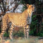 Más rápidos del mundo