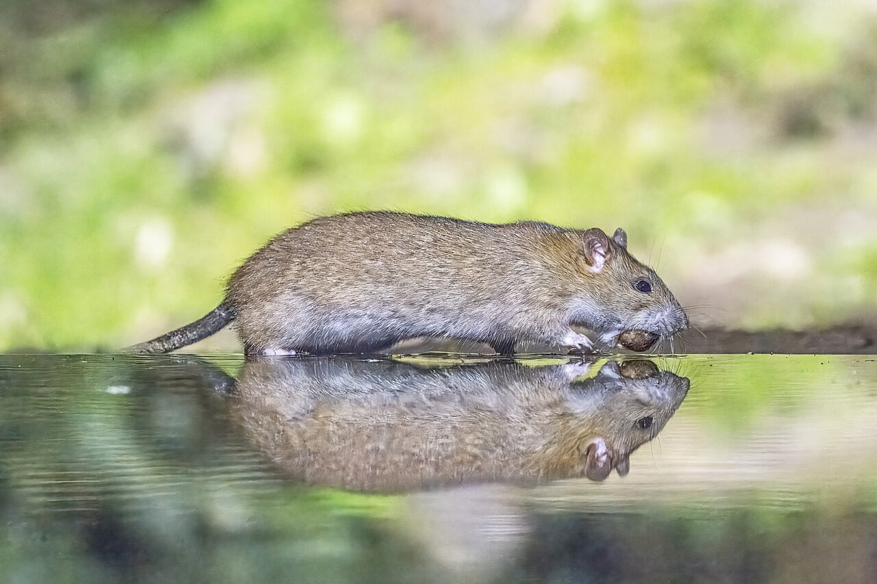 Rata común (Rattus norvegicus)