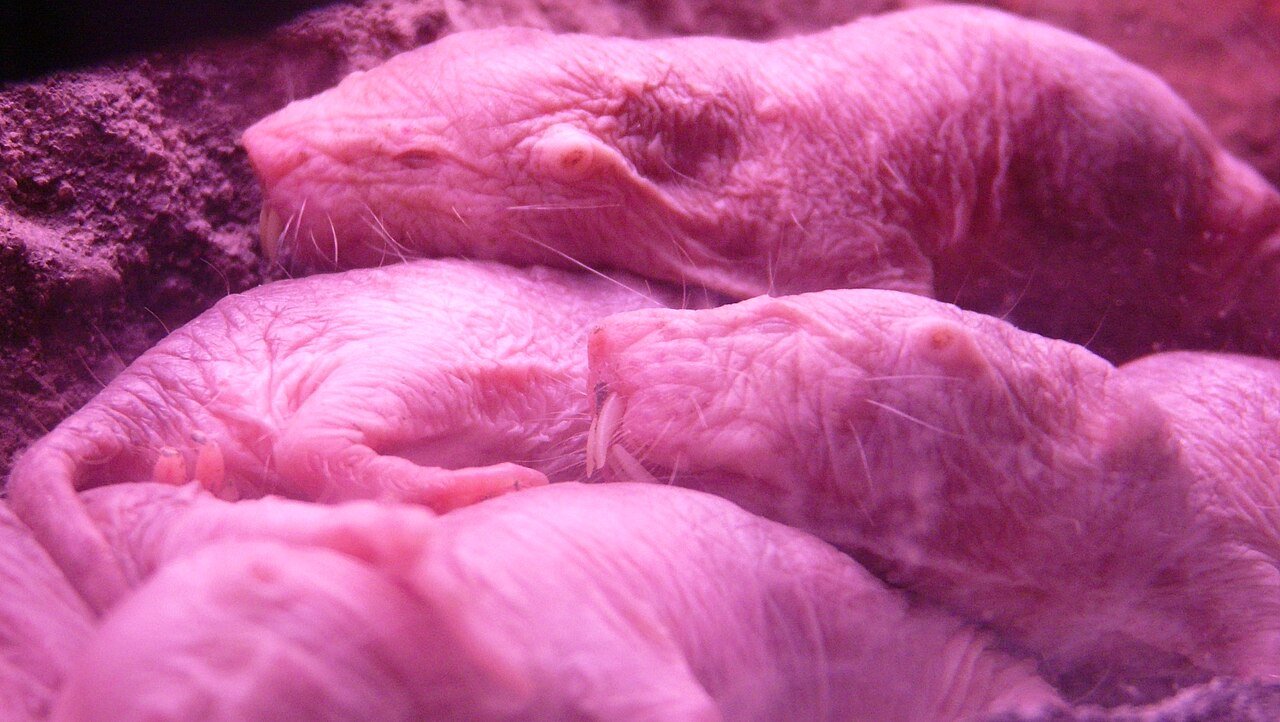 Rata topo desnuda (Heterocephalus glaber)
