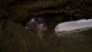 Rata topo desnuda: características, hábitat y curiosidades del roedor más extraño del mundo