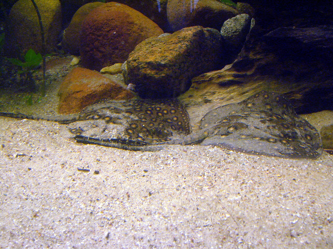 Raya de río (Potamotrygon motoro)