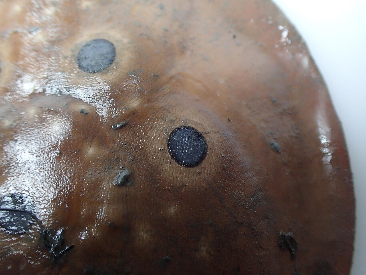 Raya eléctrica (Torpedo torpedo)