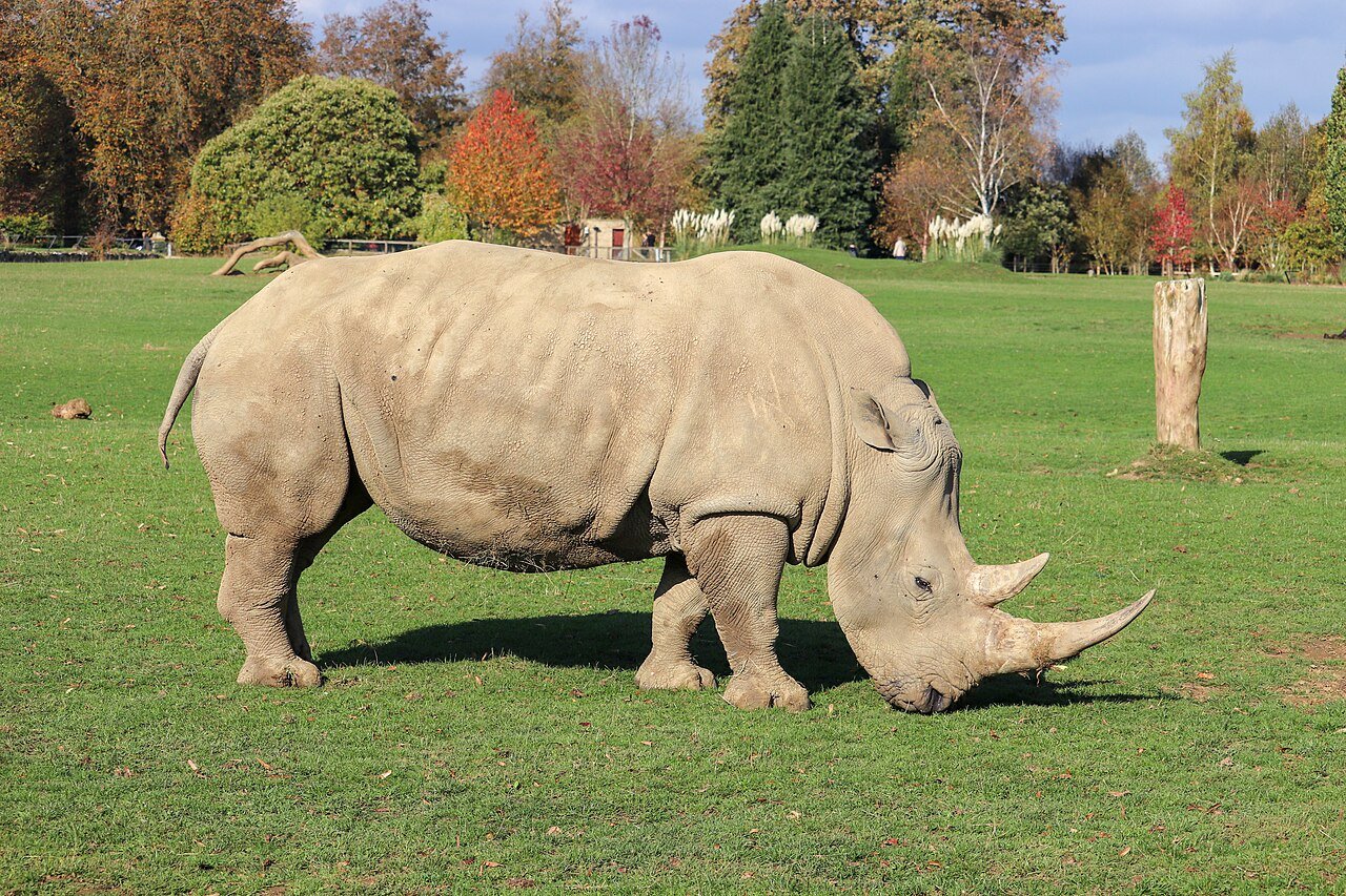 Rinoceronte blanco (Ceratotherium simum)