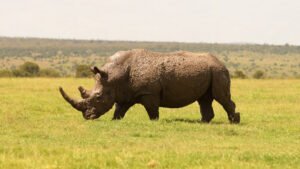 Rinoceronte blanco: el gigante de la sabana africana