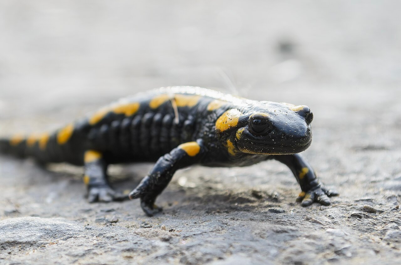 Salamandra común (Salamandra salamandra)