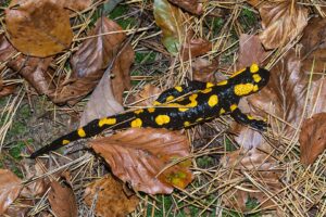 Salamandra común: características, hábitat y curiosidades