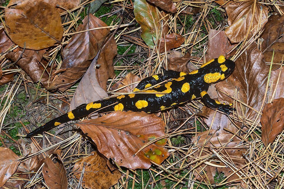 Salamandra común