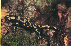 Salamandra de fuego (Salamandra salamandra)