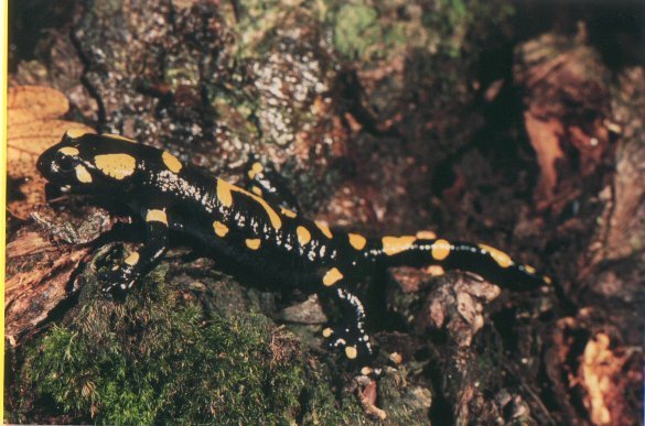 Salamandra de fuego (Salamandra salamandra)